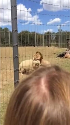 sheep vs Lion in zoo