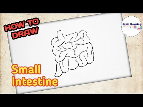 How to Draw Small Intestine