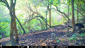 This dusky grouse put on a memorable performance for the female grouse in the area — and for The DIY Hunter's trail cam. Dusky grouse spend much of the day resting and feeding on plants and insects. Males display in early spring from perches in trees or near the ground, making short flights and performing strutting displays on the ground. #WildlifeWednesday | Utah Division of Wildlife Resources