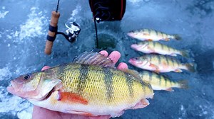 Jumbo Perch Fishing Through Thin Ice—What to Know