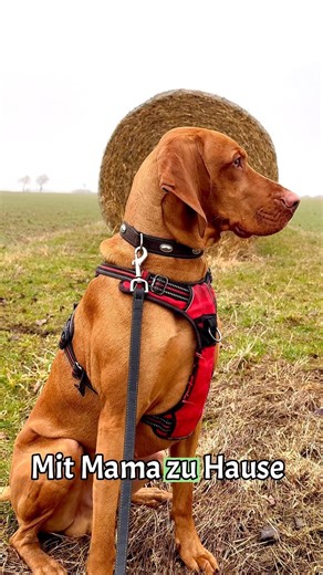 Loki meint Papa wäre cooler 😂🐶 #vizsla #dogshorts #funnydog #doglove #dog #hund #doglife