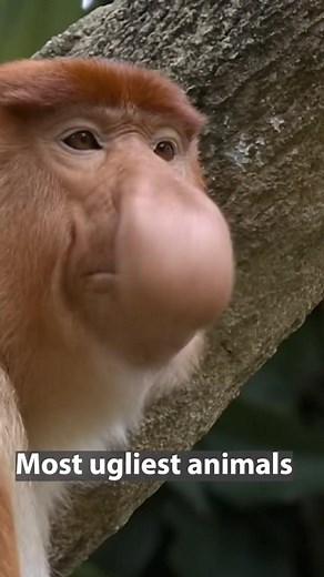 The Proboscis Monkey: Top 5 Ugliest Animals in the World