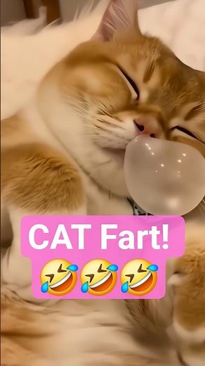 CAT fart!! Sooooooooooo cute!!! 😂😂😂
