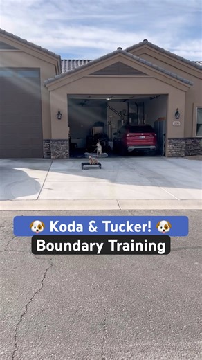 Boundary Training With Koda & Tucker! 🦴 #shorts