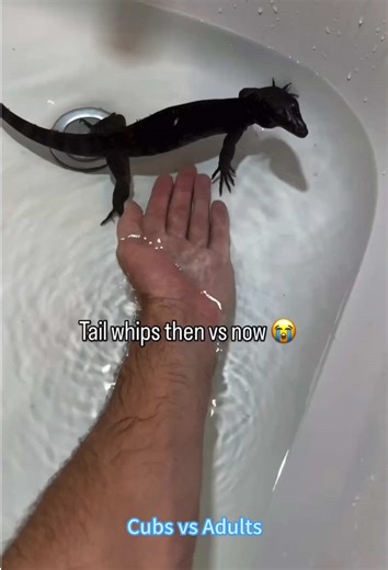 The Fascinating Transformation: Baby Animals vs Grown-Up Animals