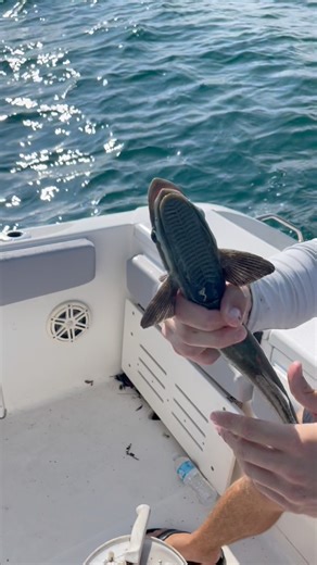 On the top of a Remora they have a suction cup that allows them attach to sharks! #sharkfishing #remora #fishinglife #tampabay | Groupermvp