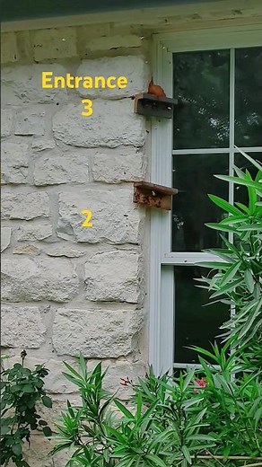 Bees entering indoor observation hive