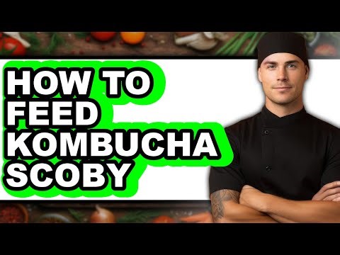 How To Feed Kombucha Scoby (UPDATED)