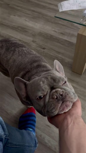 Sweet George G #dogsforever #frenchbulldog