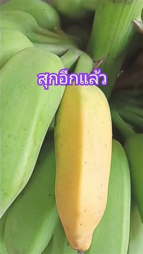 Eat a banana every day. #fruit #goodproduct #banana