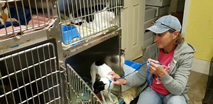 Looking for rescue or loving patient adopters for 3 small nippy dogs. It's hard to get these babies adopted because they are fearful of people and need to build trust. Located at Jackson County Animal Shelter Gautier, MS. Please Share. | Jackson County Animal Shelter Gautier, MS