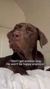 34K views · 21K reactions | Their bond  #labrador #labpuppy #chocolatelab | Tank the Brown Lab | Facebook