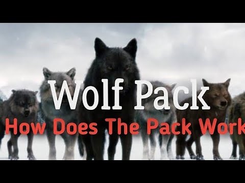 Wolf Pack Facts | How Does The Pack Work | The Beauty Of Wolf Pack