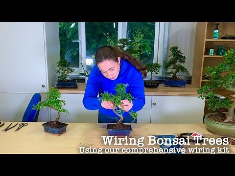 🌳 Introduction to Bonsai Tree Wiring Kit 🌳