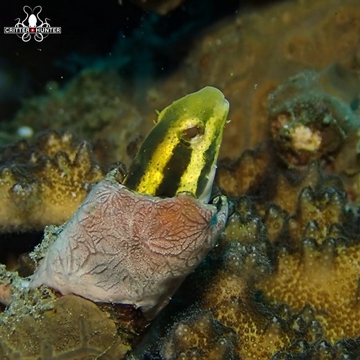 The Striped Fang Blenny is a small, colorful fish known for its distinctive appearance and interesting behavior. Characterized by vibrant stripes along its body, this blenny species often resides in coral reefs. Despite its appealing appearance, the striped fang blenny has a unique defense mechanism—its fang-like teeth, which it may use to assert dominance or deter potential threats. These fascinating attributes make the striped fang blenny a notable and visually striking inhabitant of reef ecos