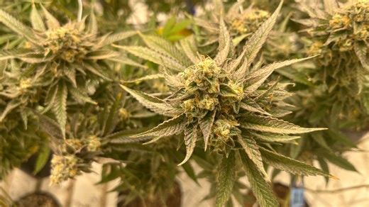 Changes to taxes, minimum wage: 6 new Michigan laws set to go into effect in 2026