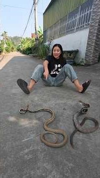 Brave Young Girl Catch 2 Giant Snakes