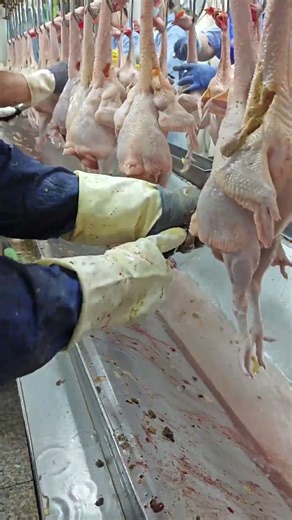 Modern Poultry Cleaning Technique | Fast, Clean & Professional