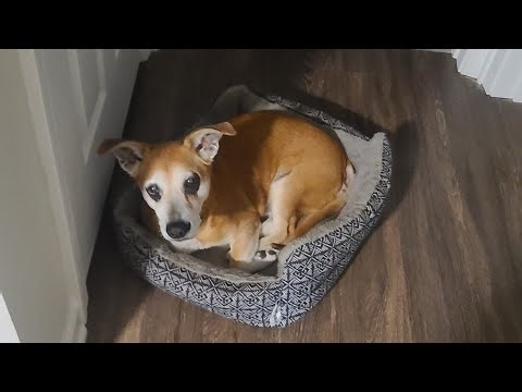 Man says pet cremation co. never gave him dog’s ashes | WSB-TV