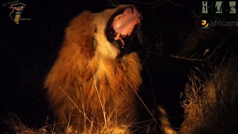 Terrifying Roar Of The African Male Lion