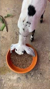 mini vlog 🥰new Bajis colony new Java set up ￼#dailyvlog #minivlog #vlog #shorts