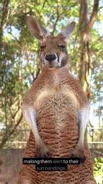 Kangaroo Shenanigans: Fun Facts About Australia's Bouncing Beauties #kidslearning #animals #wildlife