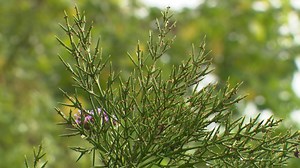 Colletia hystrix ‘Rosea’, un arbuste pour tous les climats - RTBF Actus