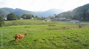Goats in a valley of the french pyrenees mountains