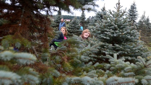 Here's where you can find real Christmas trees in the Blue Water Area