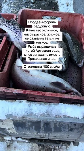 Exploring Fish Farming Techniques for Trout Cultivation