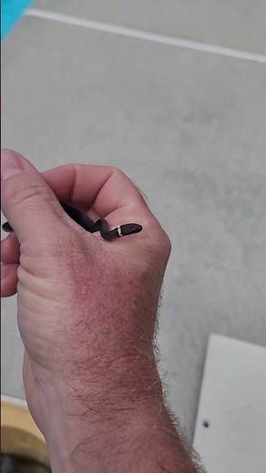 Doctor Doolittle's Zoo: The Southern Ringneck snake