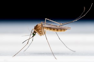 This Common Kitchen Ingredient Repels Mosquitoes JUST Like Bug Spray