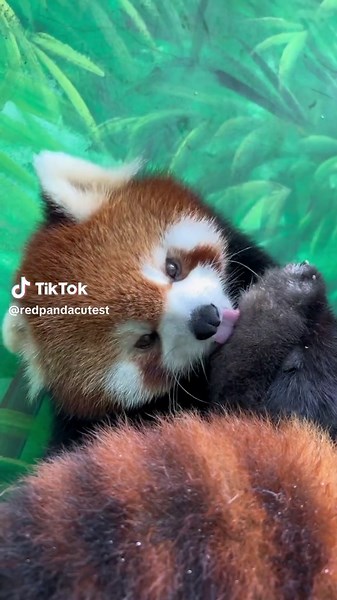 Red Panda Behaviors That Are As Cute As Cats