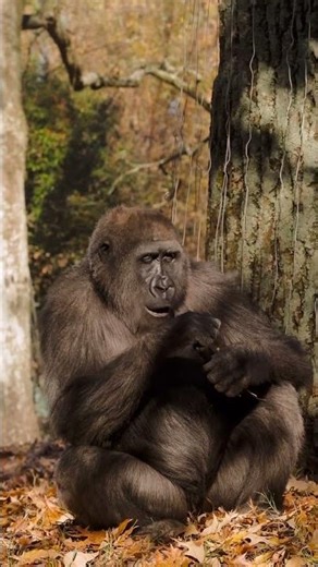 The online puzzle no one ever solved