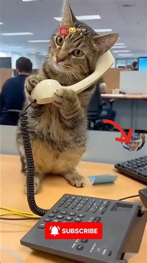 Customer Service Cat 😺📞