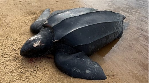 Leatherback turtle carcass on Vineyard shore was mature female. 'Significant'