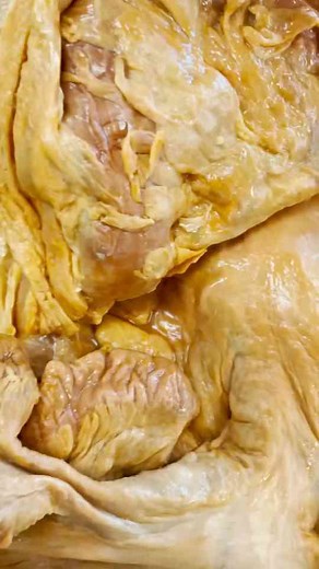 The Liver: Functions and Importance