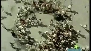 Sesame Street Episode 3952 (FULL) (360p)