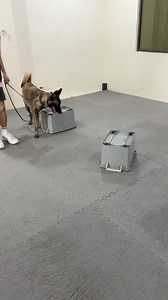 19K views · 251 reactions | Sienna | Level 3 Obedience & Nose Work | Dog Trainer Cebu | Facebook