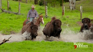 On tonight's show: Campdrafting is one of Australia's biggest horse sports, but Dr Harry meets a trainer who's doing things a little differently! | Better Homes and Gardens Australia