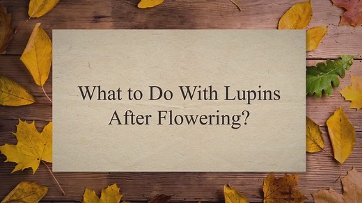 6 Ways to Stop Badgers Digging in Your Garden - Garden Doctor