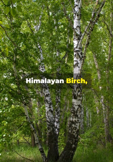 QuickPlantFacts on TikTok