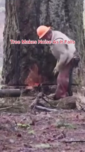 It sounded like popping candy at the start!😆🪵 | Credit : Wood Everything (YT) #wood #tree #trees #treetok #fyp #treefelling #asmrsounds #crackingsound #sounds #logging #timber