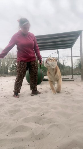 Teentigermom93 on TikTok