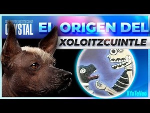Historia y origen del Xoloitzcuintle | Noticias con Crystal Mendivil