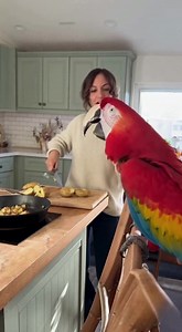Scarlet Macaw vs Sara: The Potato Argument 😂🦜🍳 #FunnyBird #TalkingMacaw #KitchenComedy #ViralVideo #shortsreels | Mr. Parrot