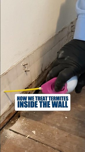 How We Treat Termites Inside the Wall #shorts