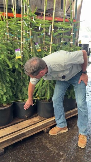 Coast to Coast Quality: Pre Staging 7 Gallon Weeping Norway Spruce for New York