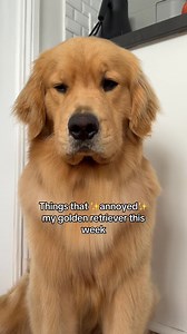 Things that ✨annoyed✨ my golden retriever this week... #goldenretriever #dogsoffacebook #funnydogs #funnydogvideos | Zebby The Golden Retriever