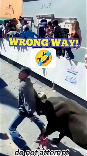 The Most INSANE Bull Stunts